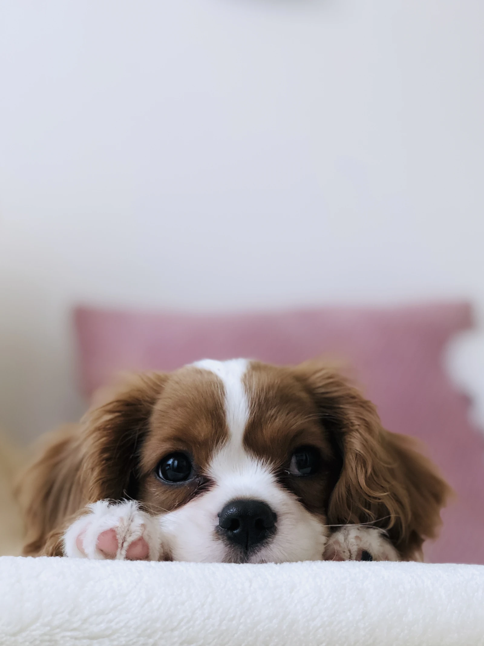 Attentive dog portrait with warm natural tones